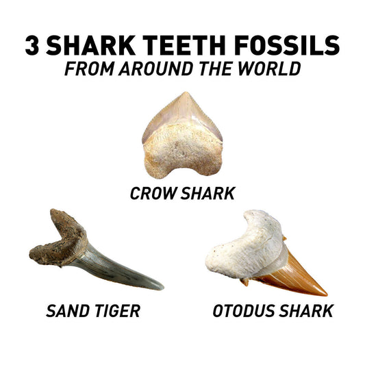 National Geographic Shark Tooth Dig Kit STEM Educational Activity Kit Brand New, alternate view