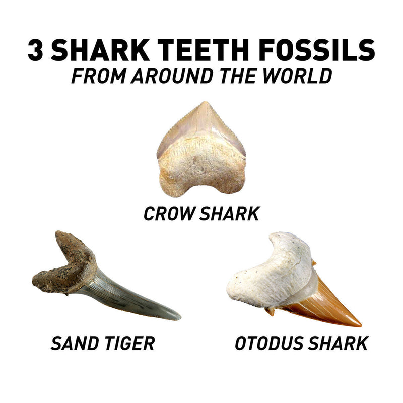 National Geographic Shark Tooth Dig Kit STEM Educational Activity Kit Brand New, alternate view
