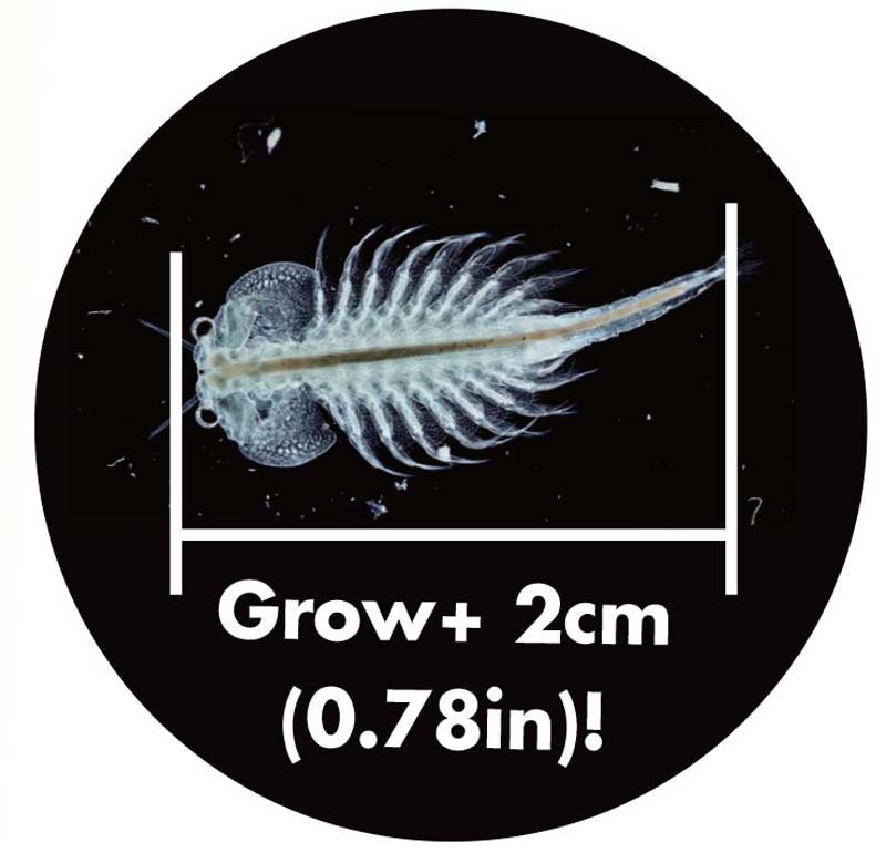 SEA MONKEYS MAGIQUARIUM, close-up detail