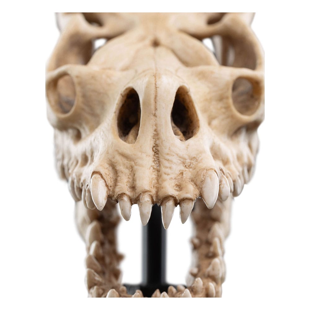 Weta Workshop The Lord of the Rings Skull of a Fell Beast Miniature Skull Replica