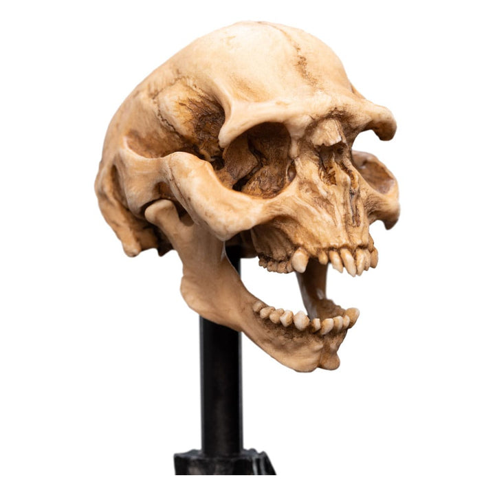Weta Workshop The Lord of the Rings Skull of a Moria Orc Miniature Skull Replica